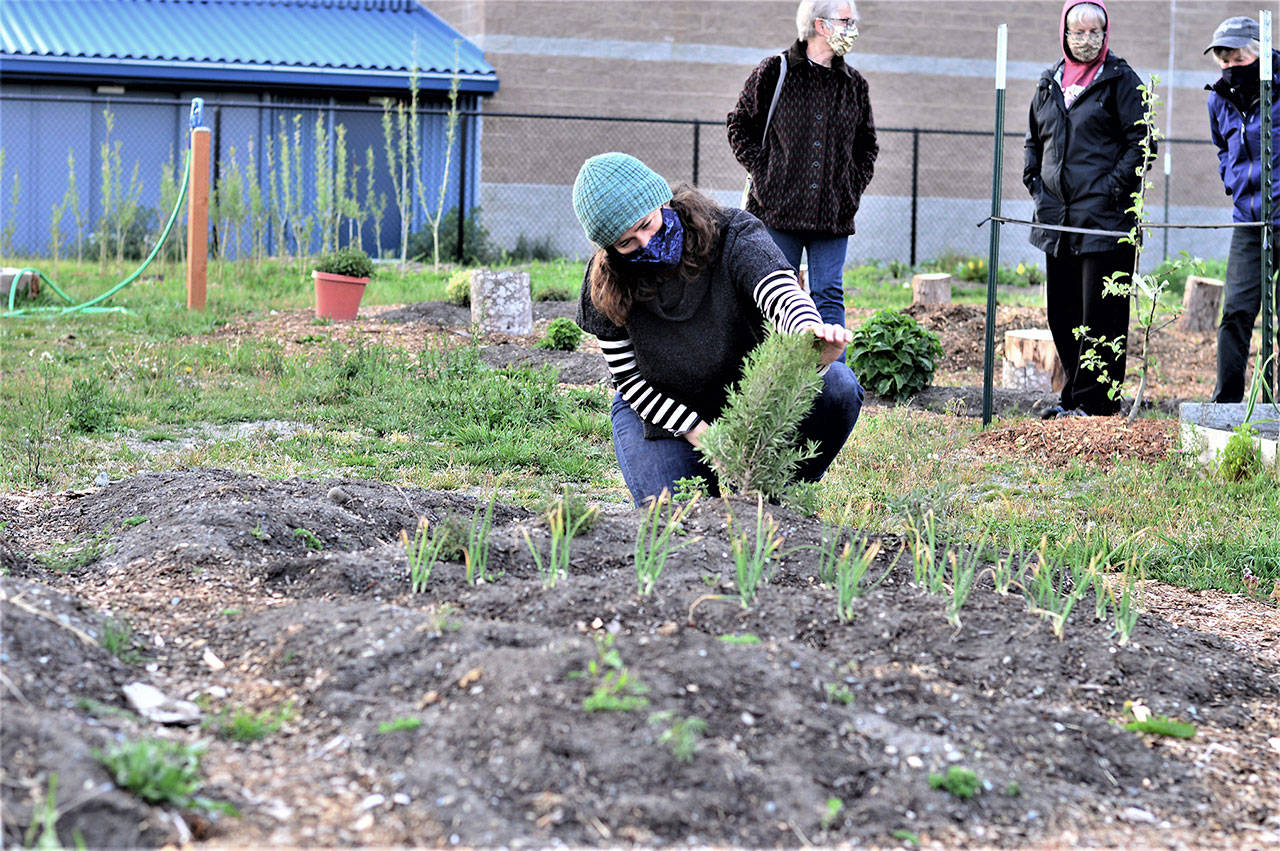 Community Wellness Project board member Shelby Smith checks on the rosemary in Chimacum School’s pizza garden while a team of Jefferson County Master Gardeners — from left, Candice Gohn, Susan Sparks and Honey Niemann — explore the rest of the project Monday evening. (Diane Urbani de la Paz/Peninsula Daily News)