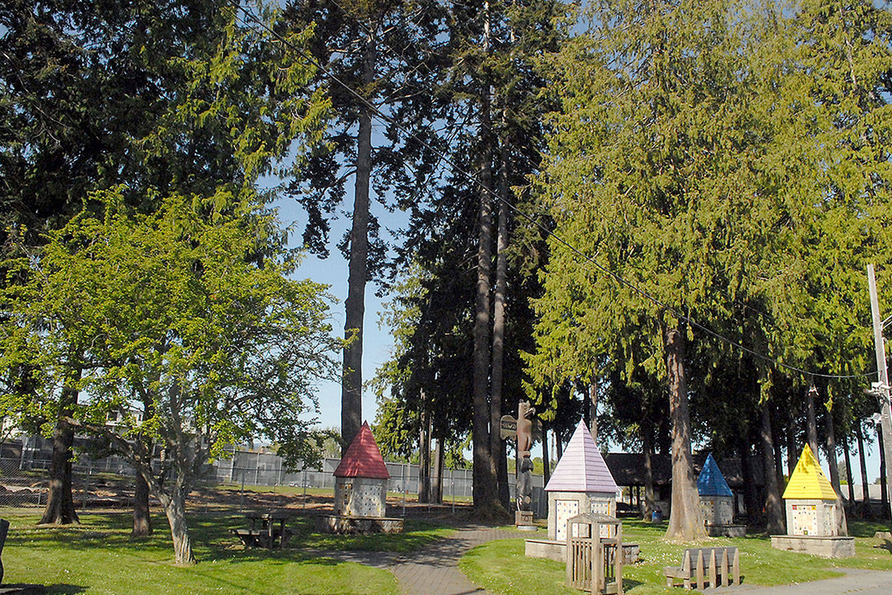 Keith Thorpe/Peninsula Daily News
Towering trees surround the site of the future Dream Playground at Erickson Playfield in Port Angeles on Saturday. Fifteen trees at the site are slated for removal to make way for an updated playground.