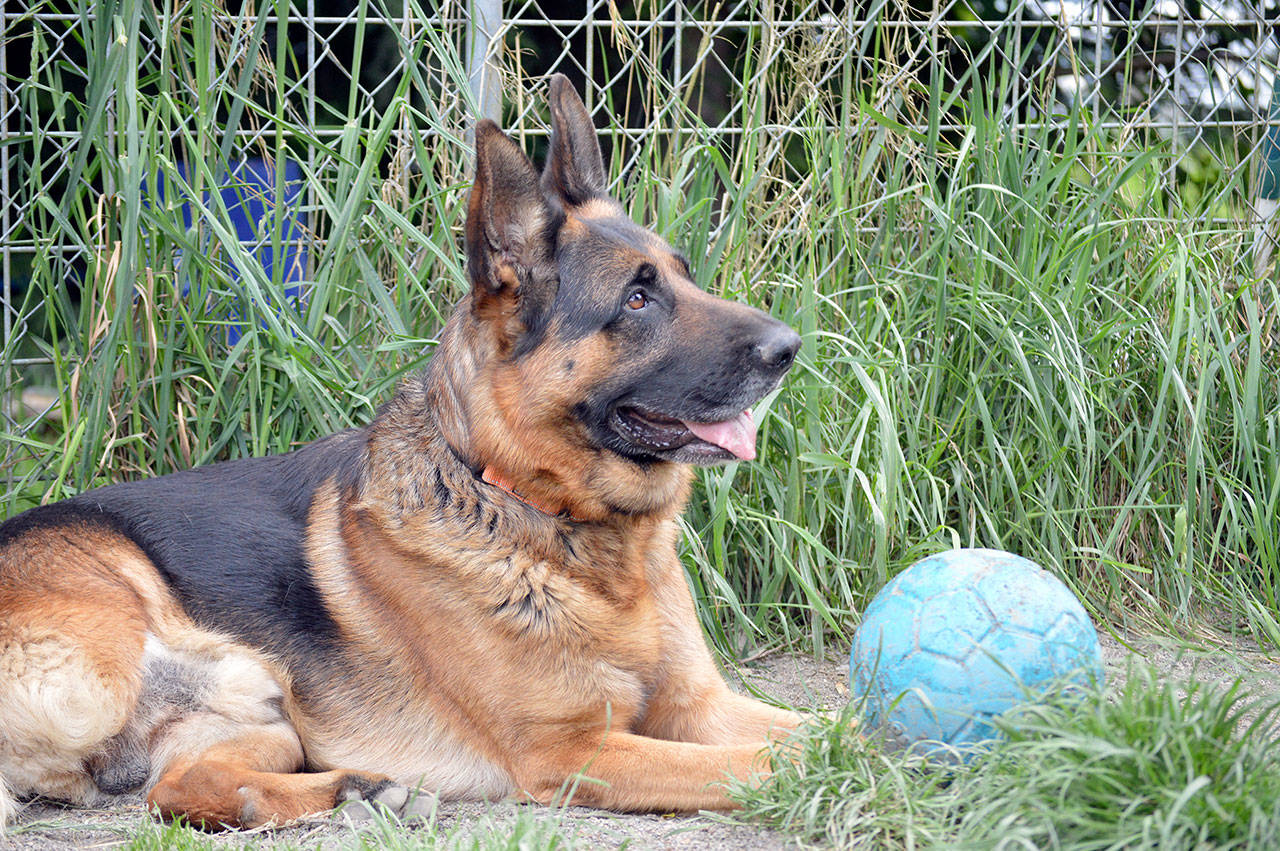 Victor Valley Animal Protective League