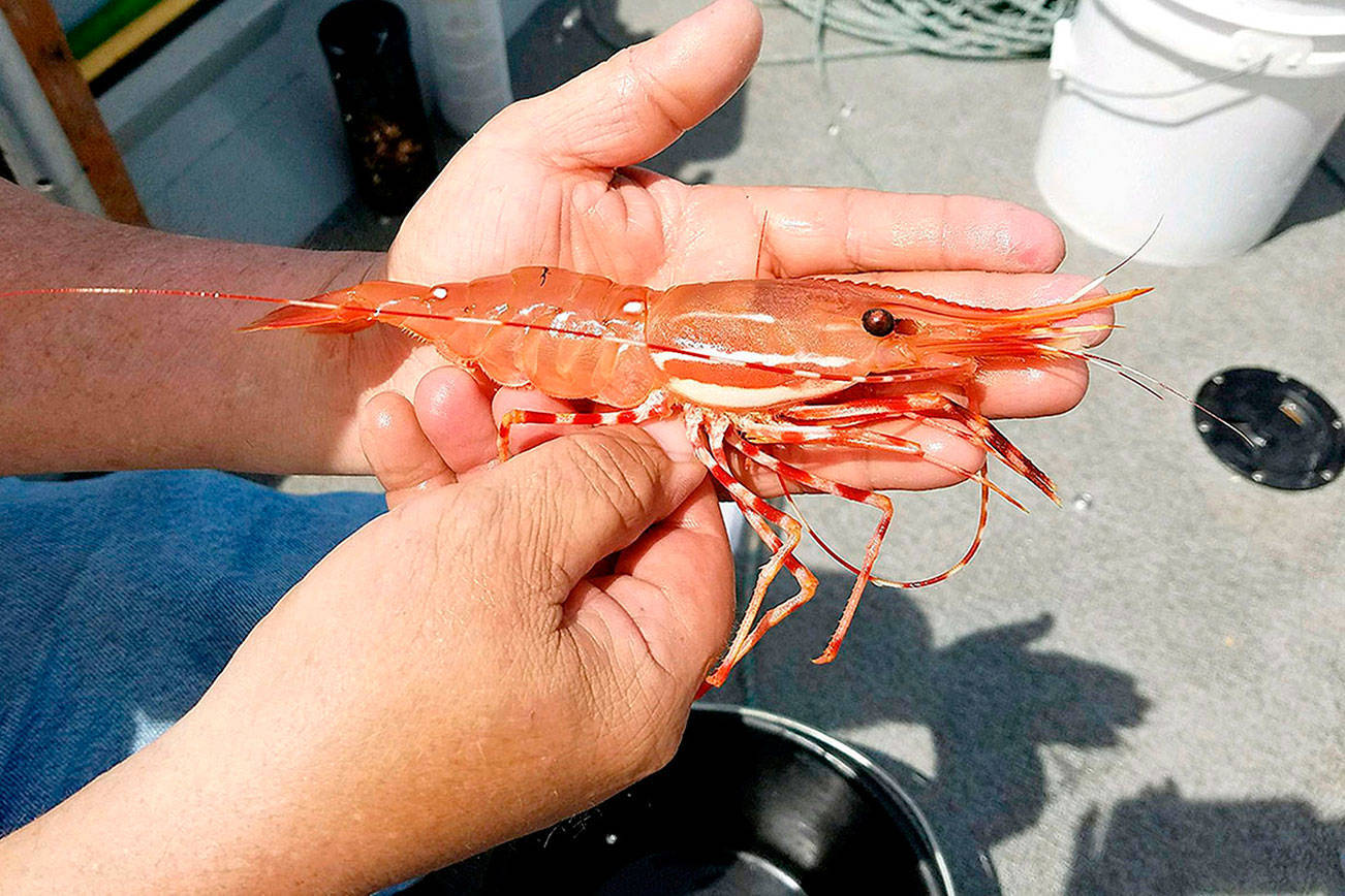 WDFW photo A day was added to spot shrimp season in Marine Area 9.