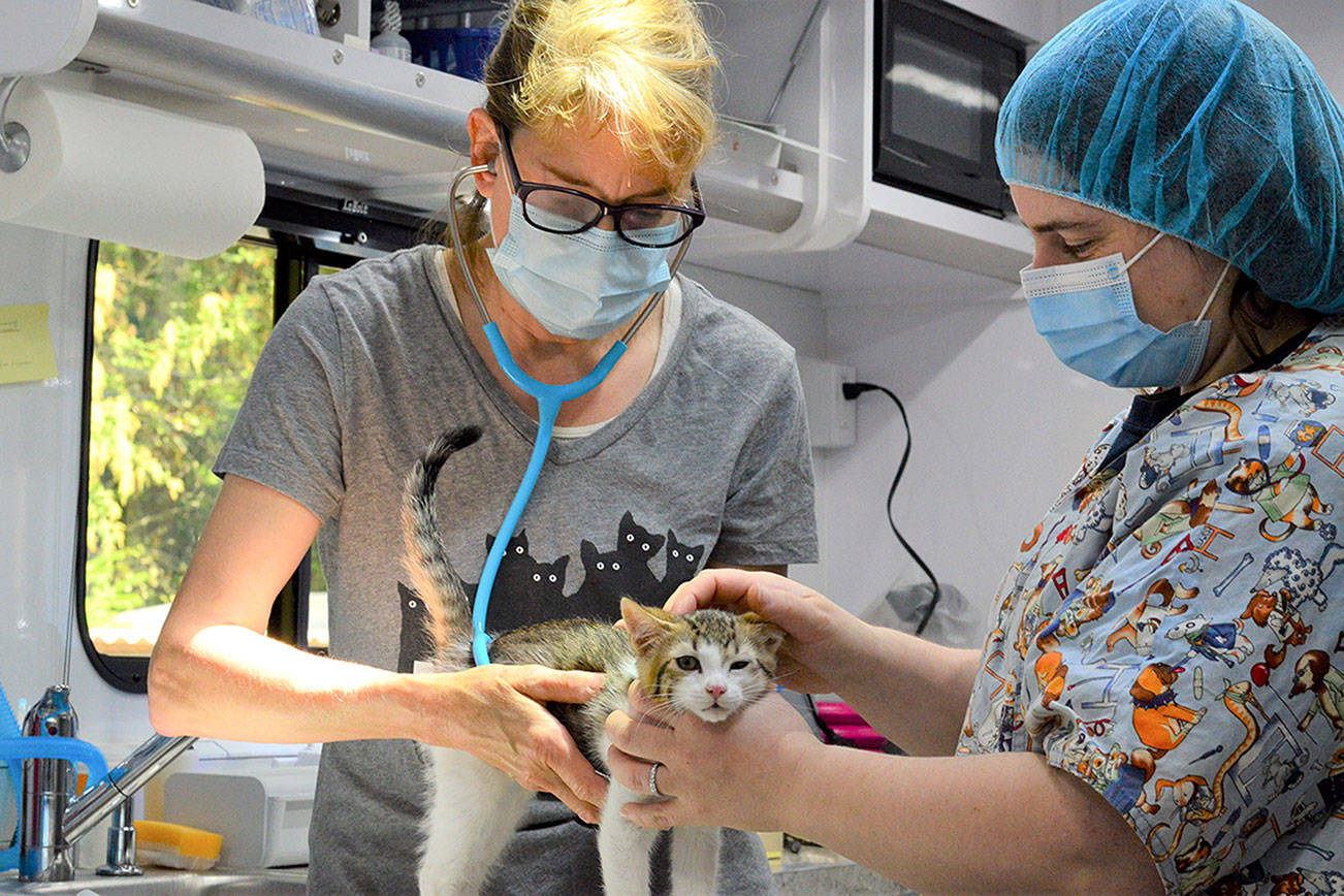 Dr. Deanna Kraft, left, and veterinary technician Devon Carney examine a kitten in the Humane Society of Jefferson County’s new surgical unit. (Diane Urbani de la Paz/Peninsula Daily News)