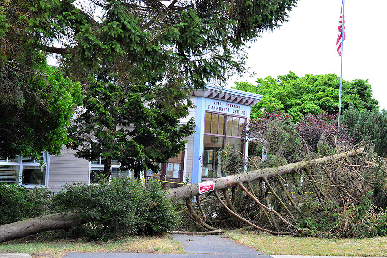 A section of a spruce tree in front of the Port Townsend Community Center, 620 Tyler St., crashed to the ground in the early hours of Tuesday, prompting Regimental Tree Care to remove the entire tree Wednesday. The multiple trunks of the tree had formed a basket, which collected water and debris and caused the tree to rot; the extreme heat earlier this week may have been a factor too, said Regimental’s Rachael Cecil. “We’re sad that we lost a tree,” said Jefferson County Parks and Recreation Manager Matt Tyler, “but it had to be removed for the safety of the public and the building.” (Diane Urbani de la Paz/Peninsula Daily News)