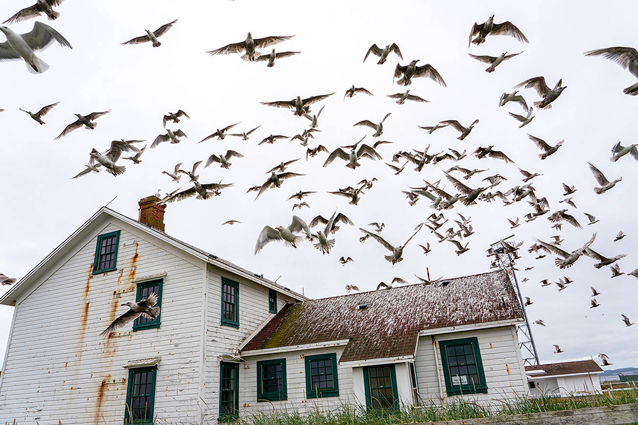 Scores of gulls fly off the roof of the lighthouse keeper’s residence at Point Wilson on Wednesday at Fort Worden State Park. Pleasant temperatures are expected to continue thorugh the weekend. (Steve Mullensky/For Peninsula Daily News)