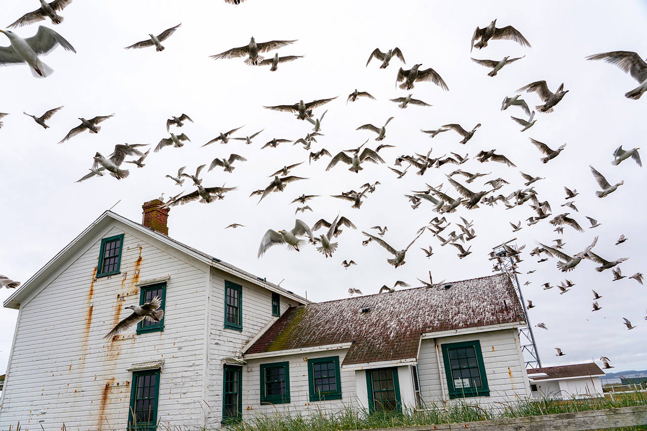 Scores of gulls fly off the roof of the lighthouse keeper’s residence at Point Wilson on Wednesday at Fort Worden State Park. Pleasant temperatures are expected to continue thorugh the weekend. (Steve Mullensky/For Peninsula Daily News)