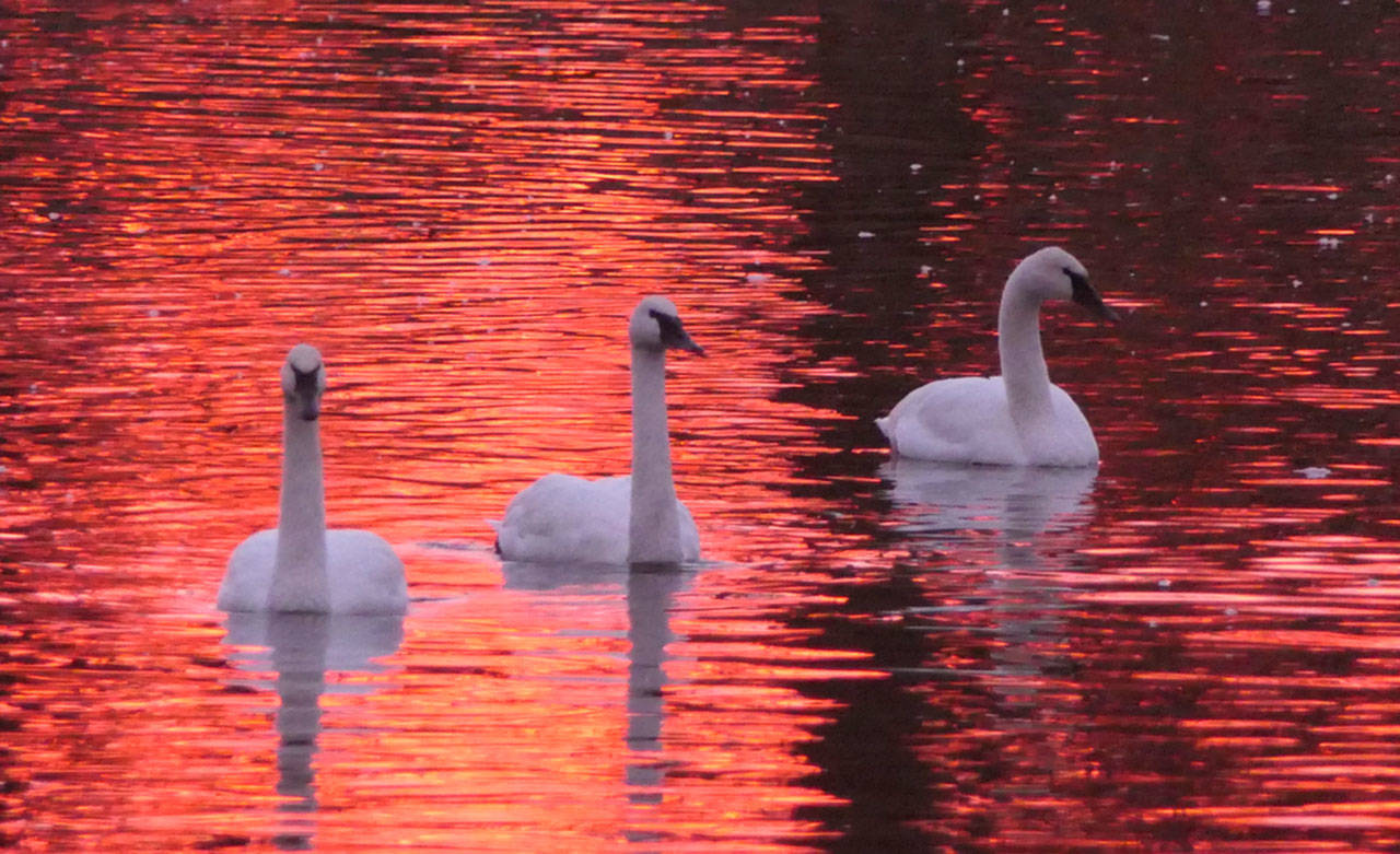 Trumpeter swans enjoy an evening on Kirner Pond. (Photo by Bob Phreaner)