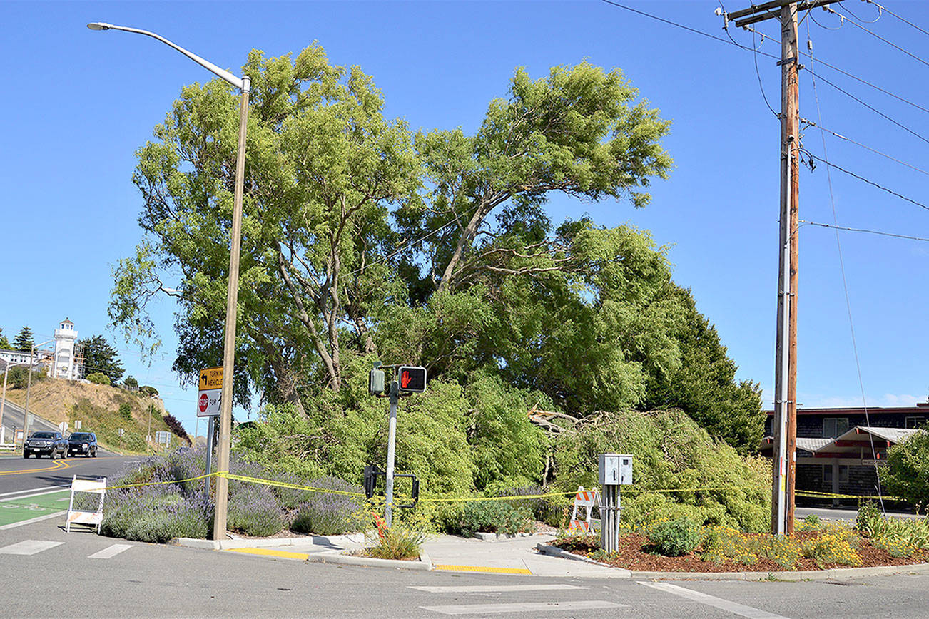 A corA corkscrew willow tree, a landmark at Port Townsend’s Gateway Park, collapsed Wednesday. A city Public Works Department crew later used straps to stabilize the high-risk portion of the tree that is still standing to reduce the risk of it falling farther into the East Sims Way-Kearney Street intersection. Working with an arborist, “our next step is to further evaluate the tree, on whether or not it can be saved. We will clean up the fallen portion of the tree now that it is stabilized,” Public Works Director Steve King said.  Old age and rot at the tree’s center caused the failure, King added. 

Diane Urbani de la Paz/Peninsula Daily News