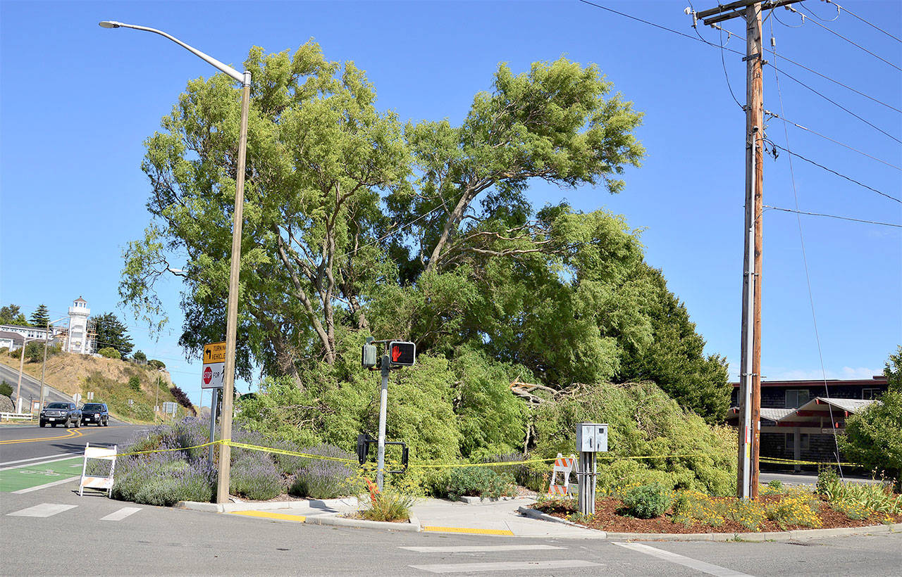 A corkscrew willow tree, a landmark at Port Townsend’s Gateway Park, collapsed Wednesday. A city Public Works Department crew later used straps to stabilize the high-risk portion of the tree that is still standing to reduce the risk of it falling farther into the East Sims Way-Kearney Street intersection. Working with an arborist, “our next step is to further evaluate the tree, on whether or not it can be saved. We will clean up the fallen portion of the tree now that it is stabilized,” Public Works Director Steve King said. Old age and rot at the tree’s center caused the failure, King added. (Diane Urbani de la Paz/Peninsula Daily News)