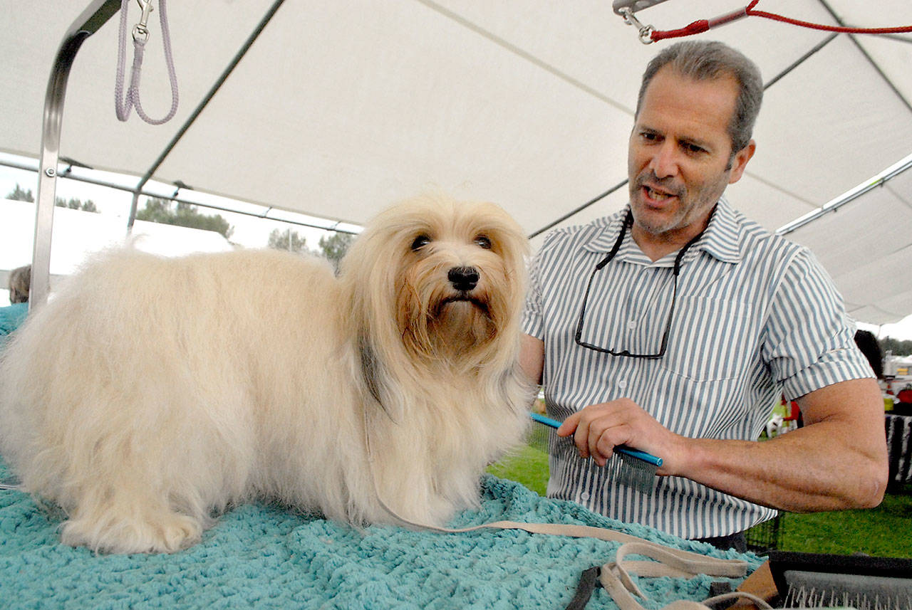 <strong>Photos by Keith Thorpe</strong>/Peninsula Daily News
Top: Kathryn Kudron of Port Angeles parades with Gavin, a great dane, during judging Saturday at Carrie Blake Park in Sequim. Above: Michael Bryant of Everett brushes the coat of G.G., a Havanese, prior to entering the show ring at the Hurricane Ridge Kennel Club’s All-Breed Show and Agility Trials. The event, which continues today at 
8 a.m., brought in hundreds of dogs from across the region for the American Kennel Club-sanctioned show.