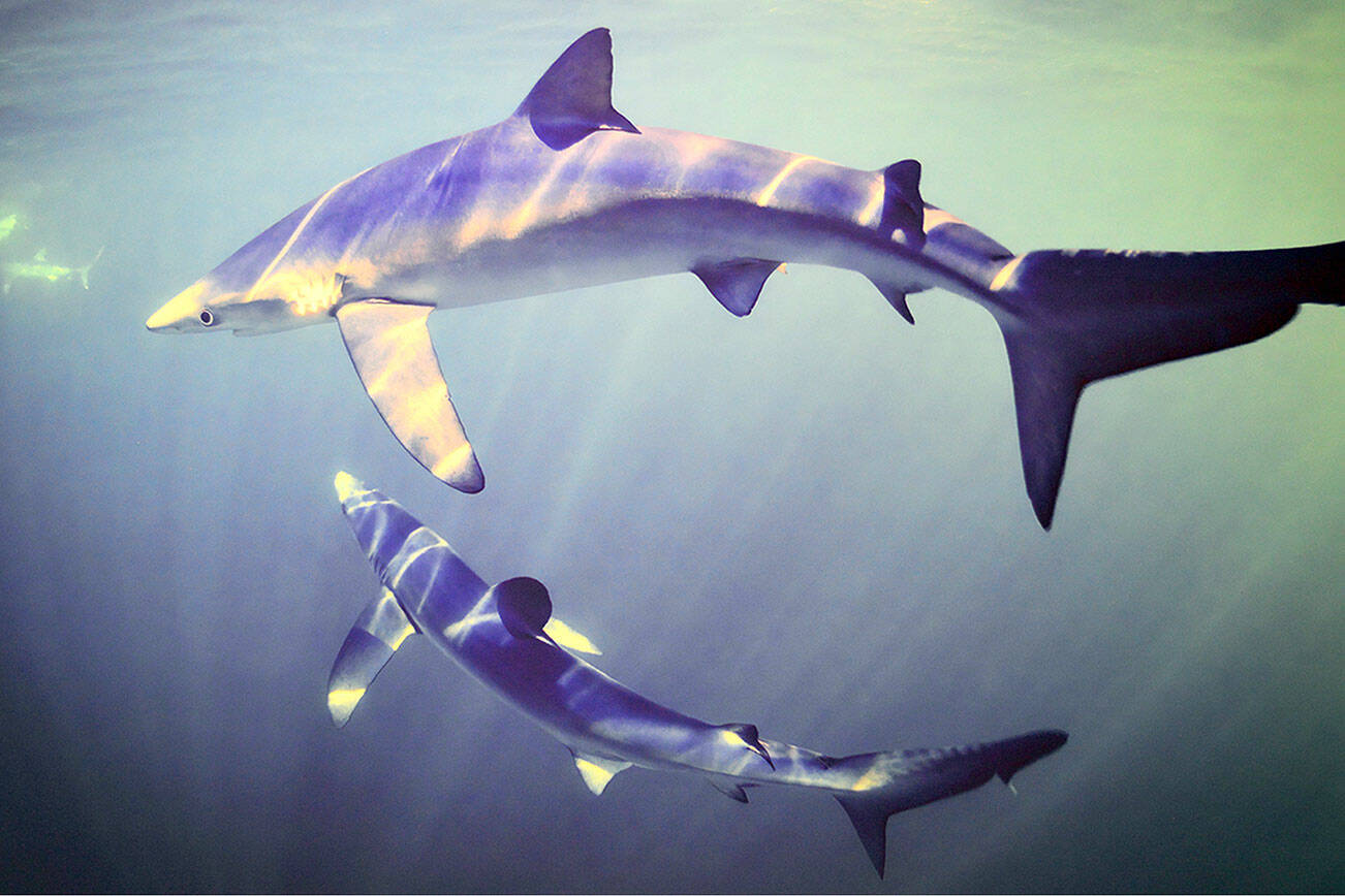 Blue sharks swim the Gulf of Maine in Bill Curtsinger’s photograph on display at Port Townsend’s Grover Gallery. (Photo by Bill Curtsinger)