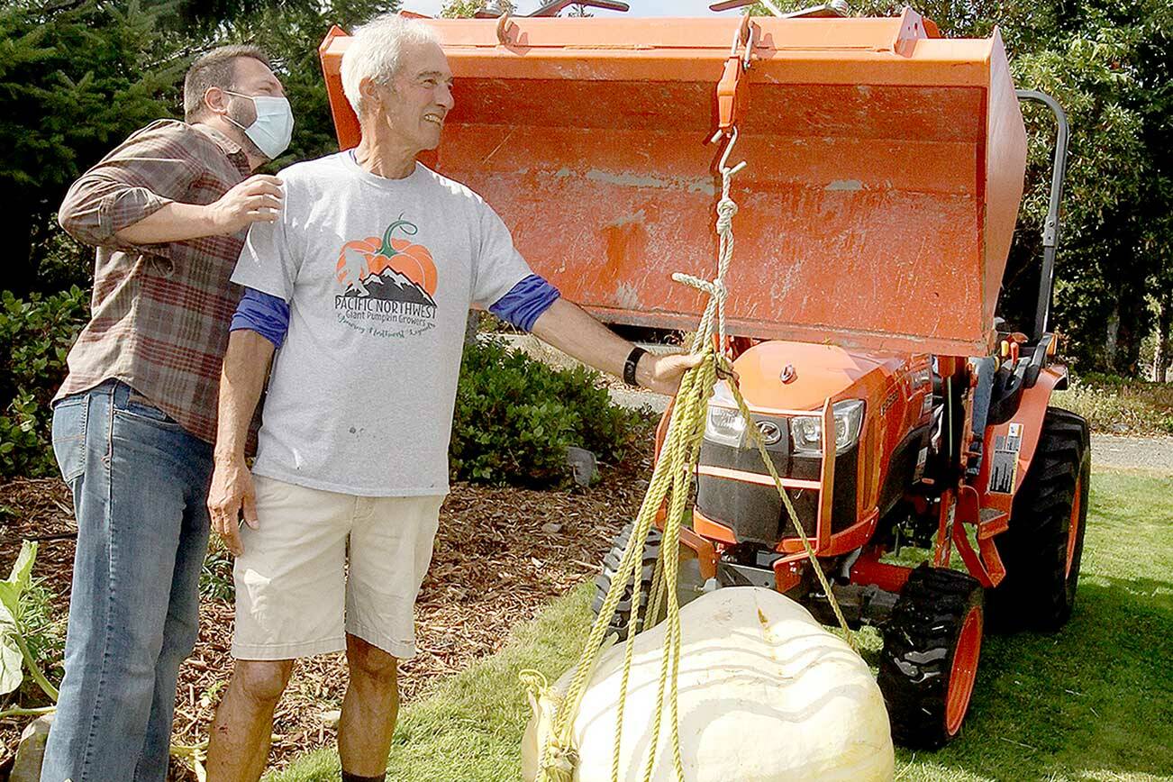 Duane Grego, left, and Dan Welden check the scales on Welden’s winning pumpkin at 166.2 pounds Sunday. A giant pumpkin contest is conducted each year at the Evergreen Country Estates neighborhood on Goss Road south of Port Angeles. Welden, who started the contest 14 years ago, gives each of his neighbors special pumpkin sprouts he has started from seeds from the Northwest Giant Pumpkin Growers Association. The growing season starts around May 1 and the neighbors gather for a weigh-in and to have a pumpkin potluck party this time of year. Only one pumpkin weighed more than 100 pounds out of the dozen entries. (Dave Logan/For Peninsula Daily News)