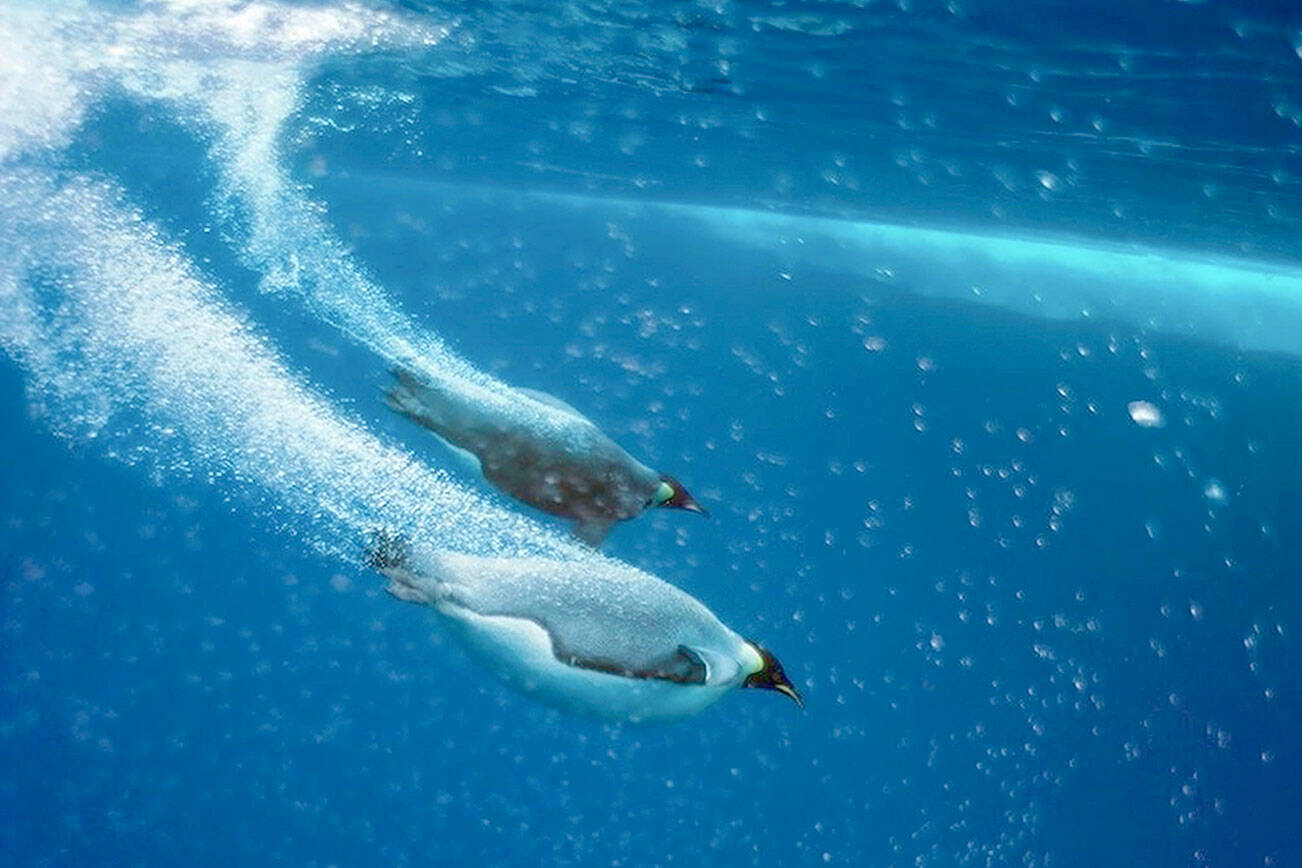 Emperor penguins are among the creatures Bill Curtsinger of Port Townsend photographed during his career with National Geographic. Curtsinger and his collaborator, nature writer Kenneth Brower, will host an online conversation about their work together Sunday afternoon. (Photo copyright Bill Curtsinger)