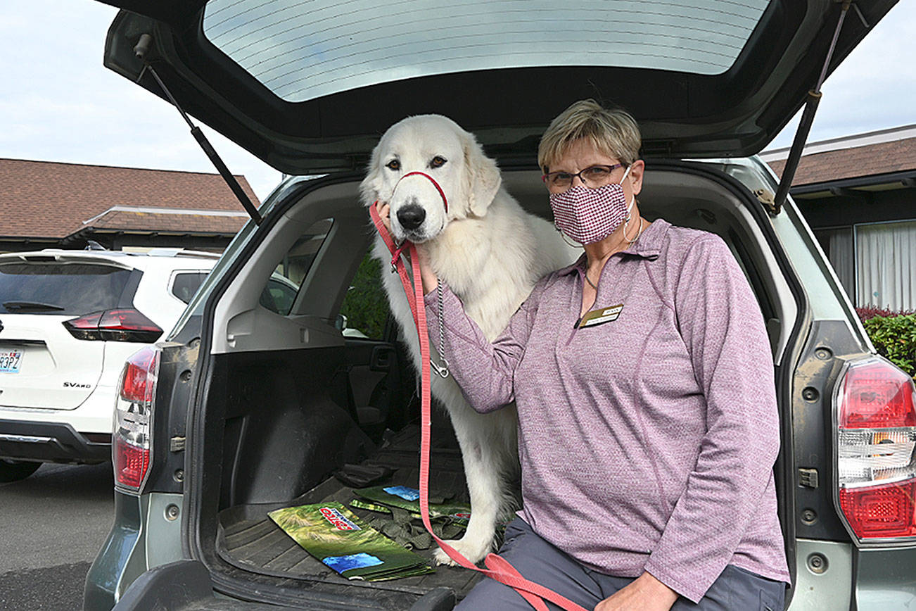 Susan Sorensen brings Thor, a Maremma sheepdog she and Don Sorensen own, to Sherwood Assisted Living last week. It’s the third dog Sorensen has brought to senior facilities to help lift spirits of the residents. (Michael Dashiell/Olympic Peninsula News Group)