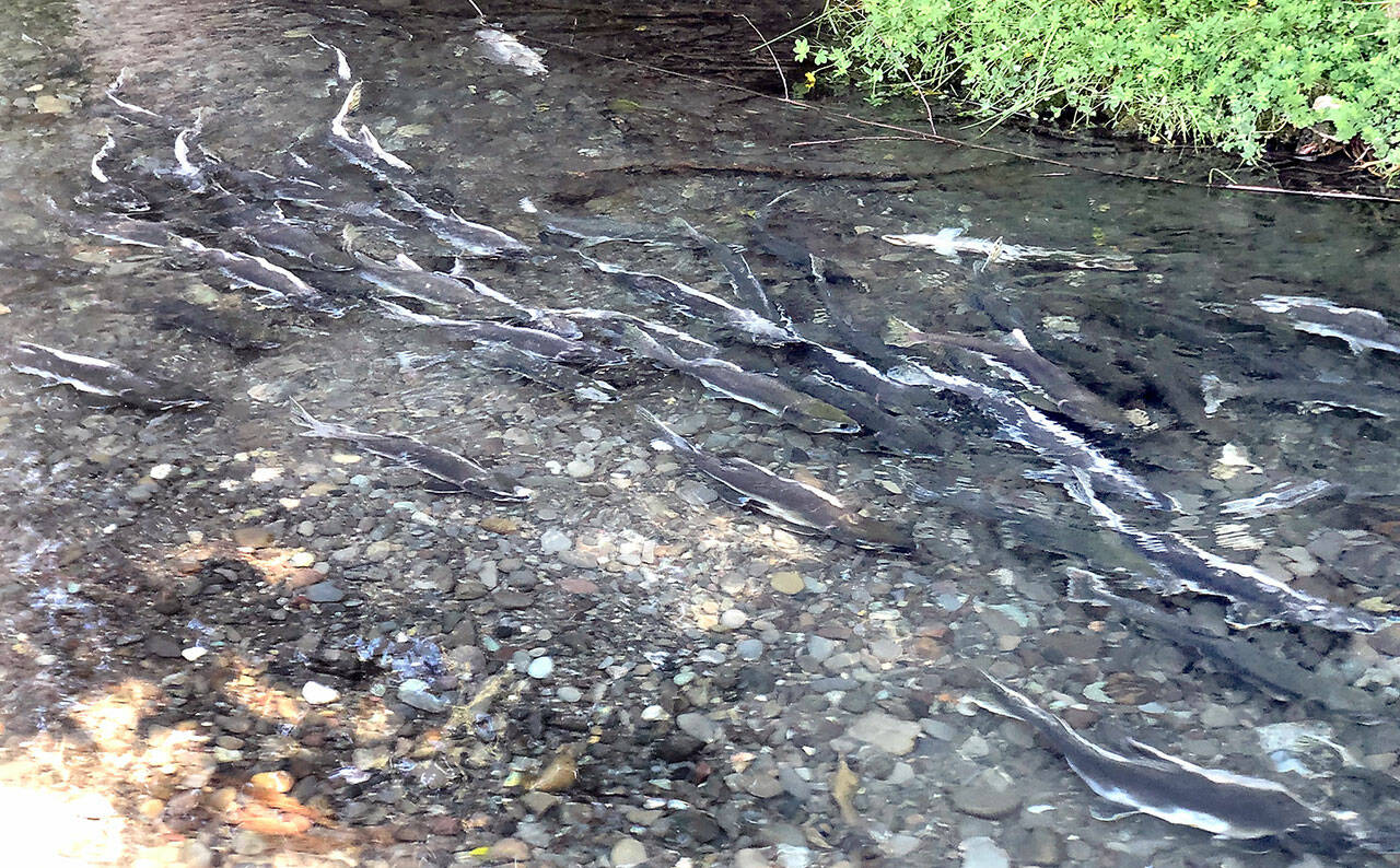 Salmon rest in a side channel of the Dungeness River at Railroad Bridge Park in Sequim on Thursday. Thousands of the fish were making their way upriver to their spawning grounds. (Keith Thorpe/Peninsula Daily News)