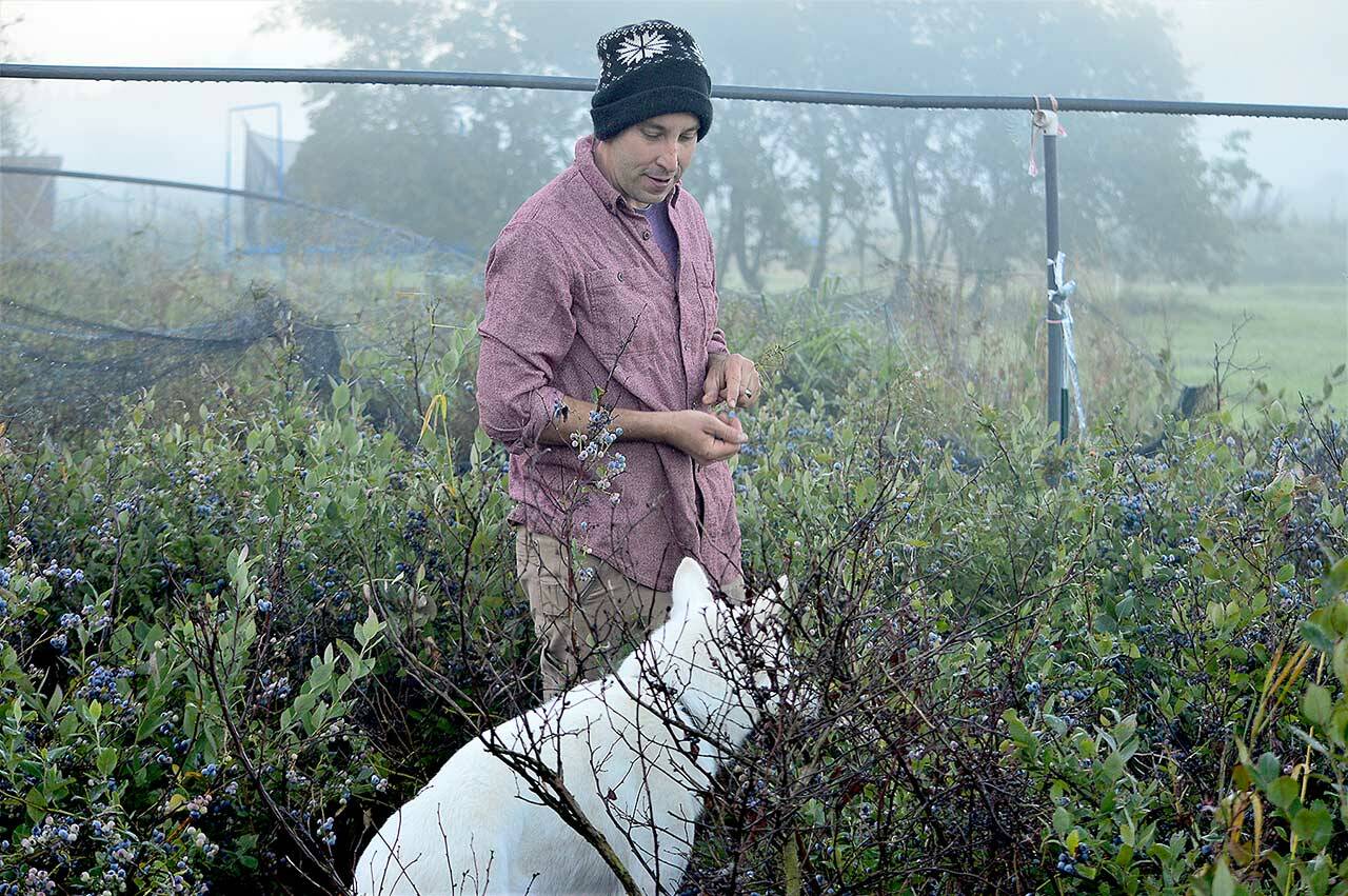 Farmer Steve Dowdell, with help from Rocky Roo, samples blueberries at his Gray Fox Farm in Chimacum. (Diane Urbani de la Paz/Peninsula Daily News)