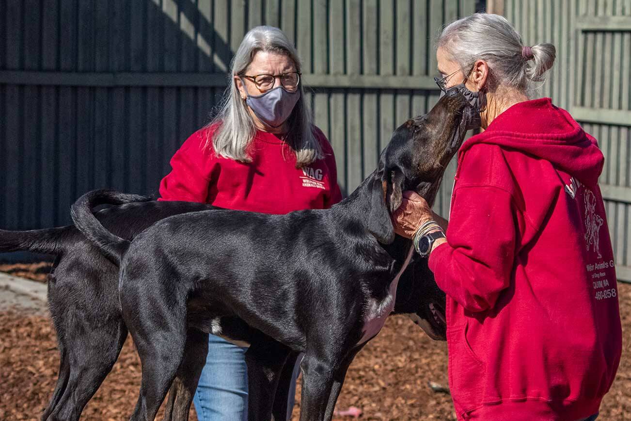 Hank the hound gives Joy Brown a kiss from the agility equipment that she and her husband Cliff Brown built at WAG in Sequim. Vice President Deb Bemm stands behind Franco the hound. Both young dogs need lots of exercise, Brown and Bemm said. They have a dedicated dog walker as well as other volunteers who play and exercise them. (Emily Matthiessen/Olympic Peninsula News Group)