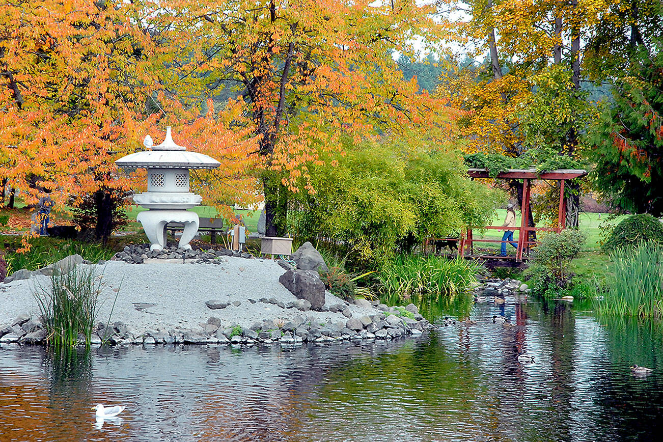 A dog walker crosses a foot bridge on Wednesday at the Japanese garden at Carrie Blake Park in Sequim. The park, a tribute to Sequim’s sister city, Yamasaki, Hyōgo, Japan, now part of Shisō City, is a popular place of tranquility in the bustle of the city. (Keith Thorpe/Peninsula Daily News)