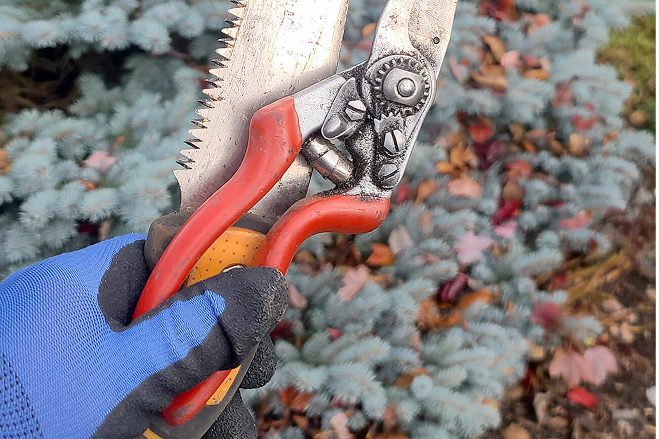 Andrew May/For Peninsula Daily News
Wearing my nice, dry gloves while preparing to prune with my orchard saw and good pruners — vital components as the next several months are the perfect time to prune. They make wonderful gifts.