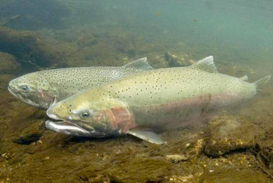 Places to go fishing  Washington Department of Fish & Wildlife