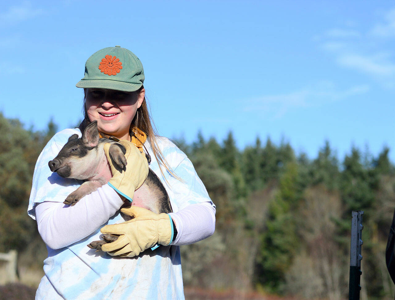 Farmer Jennings Briley of Foggy Hog Farm works with pigs of various ages at Port Townsend’s Foggy Hog Farm. (Diane Urbani de la Paz/Peninsula Daily News)