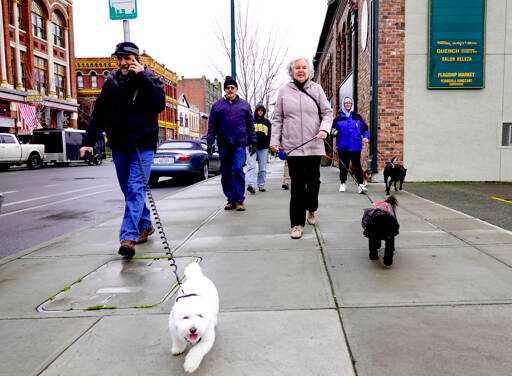 Steve Mullensky / for Peninsula Daily News
Members of a Monday coffee and dog walking group walk along Water Street in downtown Port Townsend on Monday. The group, from left, include Tony Genovese and Cleo, Jim Brennan, Betty Peterson-Wheeler, Anneke Van Krieken and Max, and Linda Christie with Flaco. Behind Flaco is Stella, a miniature Schnauzer whose red leash is attached to her owner, Laurie Jones. All are from Port Townsend.