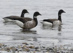 OUTDOORS: Brant hunt to continue in Clallam County | Peninsula Daily News