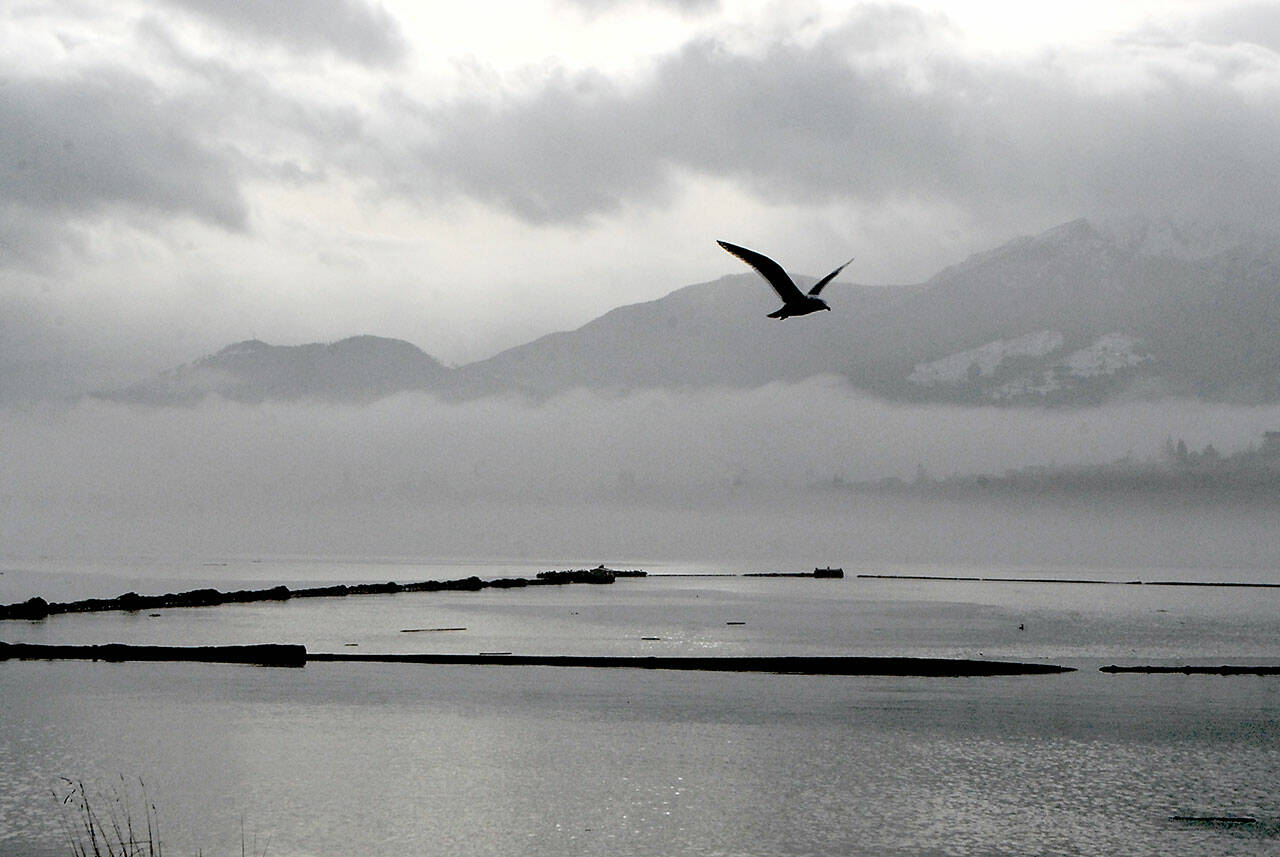 Peaks of the Olympic Foothills poke out from a layer of clouds and fog as a gull flies over Port Angeles Harbor on Wednesday. Unsettled weather is expected to give way to mostly cloudy skies before rain returns to the North Olympic Peninsula this weekend. (Keith Thorpe/Peninsula Daily News)