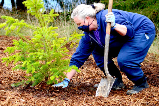 Bradi Jacobson of Agnew donated, transported and helped replant a truck bed full of Douglas fir trees to the future roadside forest at Discovery Bay on Saturday morning. (Diane Urbani de la Paz/Peninsula Daily News)