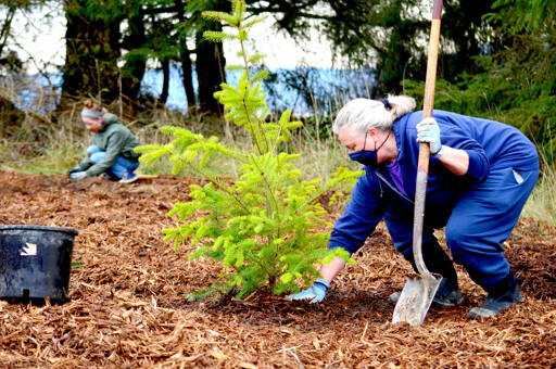 Bradi Jacobson of Agnew donated, transported and helped replant a truck bed full of Douglas fir trees to the future roadside forest at Discovery Bay on Saturday morning. (Diane Urbani de la Paz/Peninsula Daily News)