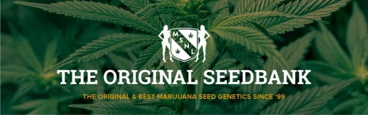 marijuana seeds