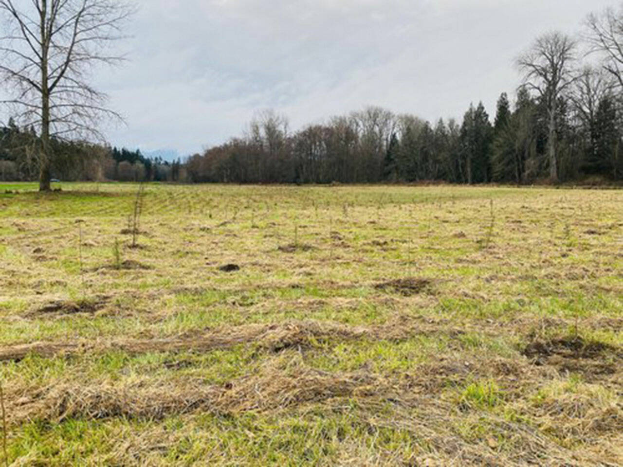 Volunteers are sought to help plant and install plant protectors along the Dungeness River — helping to restore a portion of a 52-acre of floodplain that will soon be reconnected to the Dungeness River following setback of a levee. (Photo courtesy of Clallam Conservation District)