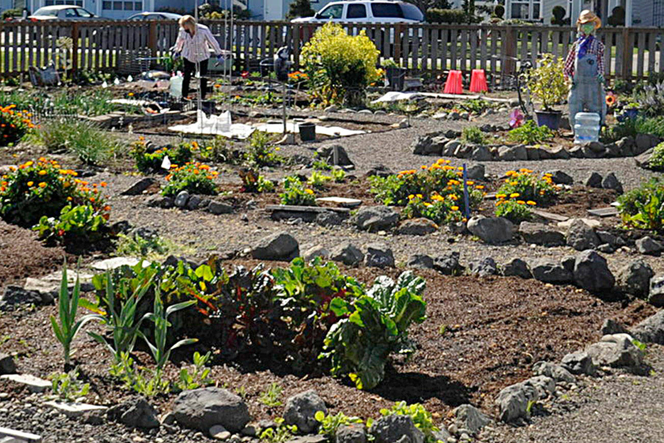 Matthew Nash/Olympic Peninsula News Group 

Some spaces are available in the Community Organic Gardens of Sequim (COGS) on Fir Street. Those interested, can contact Liz Harper at 360-477-4881.