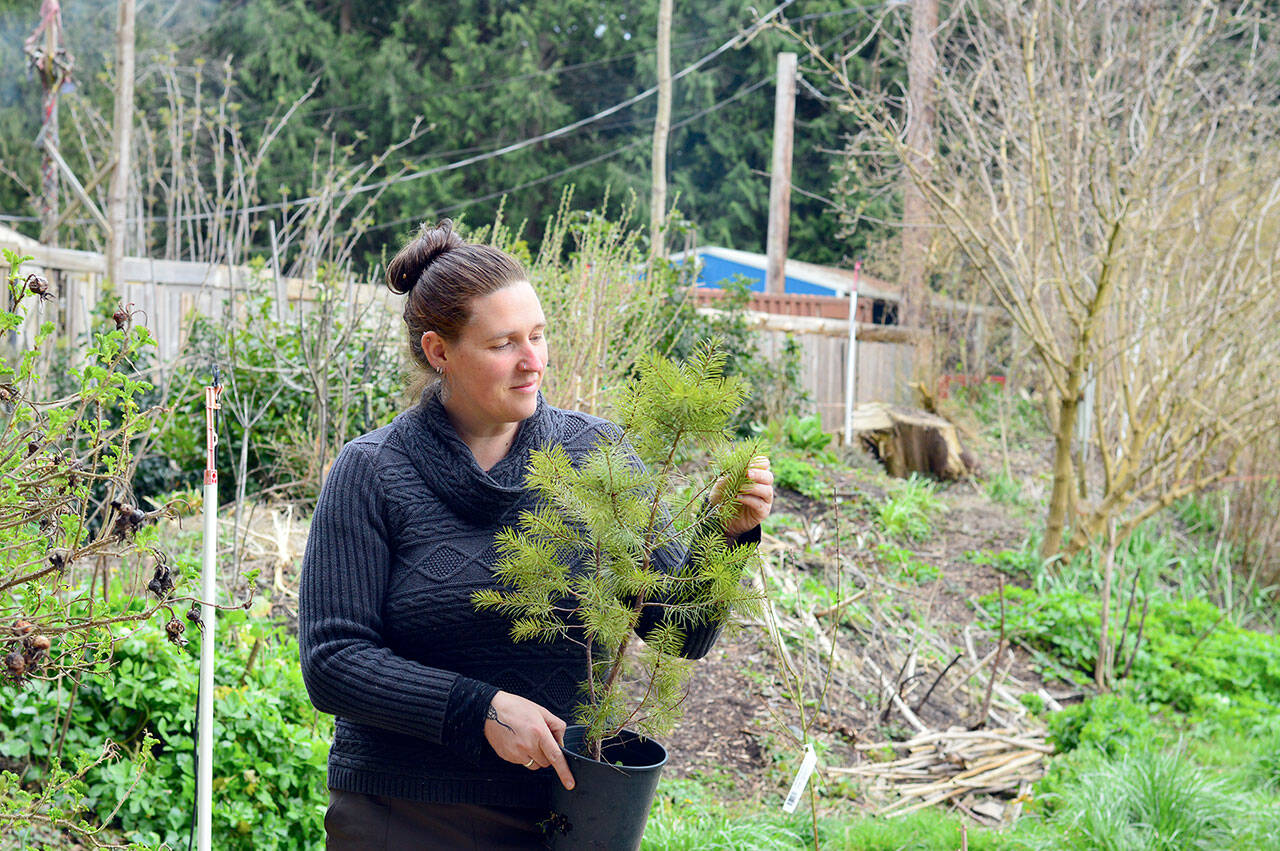 Jenniemae Hillyard, an organizer of the 11th annual Plant and Seed Exchange in Port Townsend, encourages gardeners to bring seeds, plant starts, bulbs and bare roots to the event Sunday. (Diane Urbani de la Paz/Peninsula Daily News)