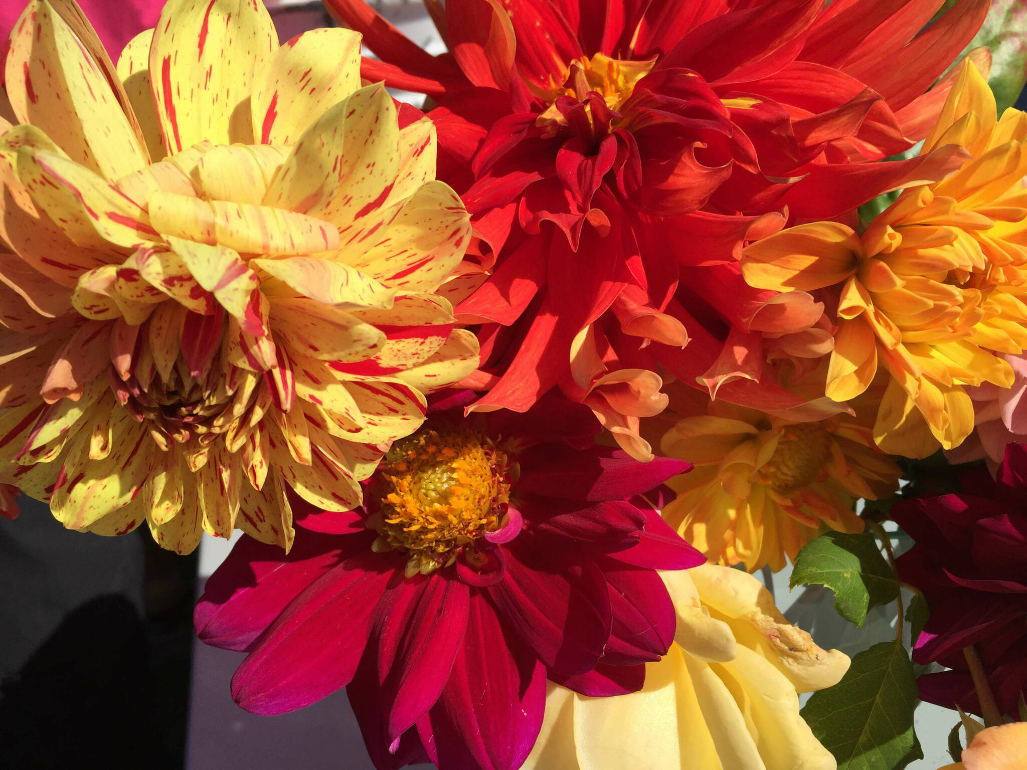 Dahlias enjoy some Sequim sunshine at the Sequim Botanical Garden. Photo by Renne Emiko Brock