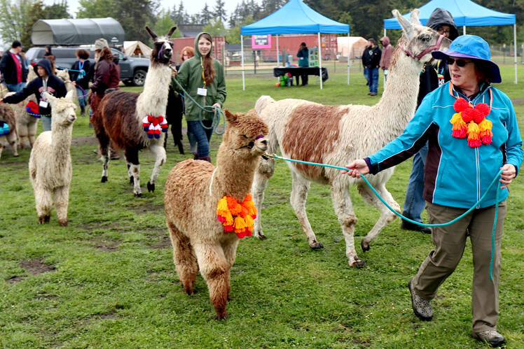 Volunteer Sherilyn Seyler leads Starlin, an alpaca, in a parade of alpacas and llamas Saturday at the Olympic Peninsula Alpaca/Llama Rescue Farm. The event was at an open house to bring awareness of the farm’s mission, which is “to provide a safe haven, rehabilitation center and rehoming program for Alpacas and Llamas.” (Dave Logan/for Peninsula Daily News)