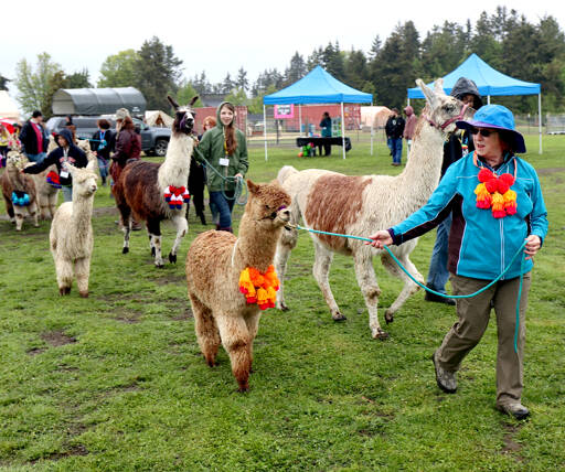 Volunteer Sherilyn Seyler leads Starlin, an alpaca, in a parade of alpacas and llamas Saturday at the Olympic Peninsula Alpaca/Llama Rescue Farm. The event was at an open house to bring awareness of the farm’s mission, which is “to provide a safe haven, rehabilitation center and rehoming program for Alpacas and Llamas.” (Dave Logan/for Peninsula Daily News)