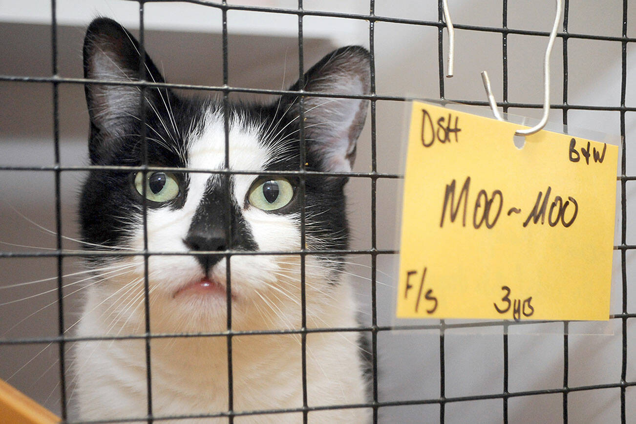 Moo-Moo waits for adoption at McKay Kitty City, the Olympic Peninsula Humane Society’s new cat shelter near Carlsborg. (Keith Thorpe/Peninsula Daily News)