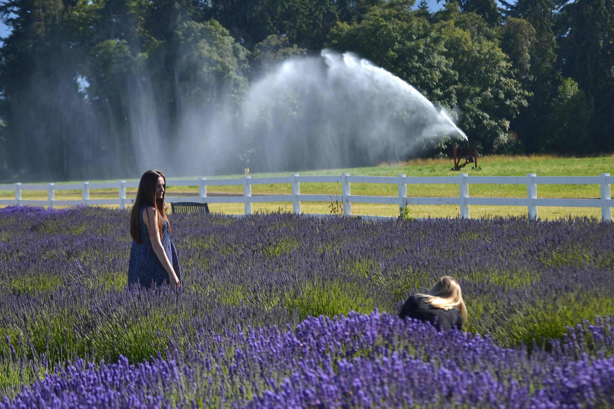 Visitors align a photo-op at Washington Lavender Farm in July 2020. The farm hosts its free festival for two weeks with vendors from July 8-17 as many farms, community groups and businesses prepare events for Sequim Lavender Weekend July 15-17. (Matthew Nash/Olympic Peninsula News Group)