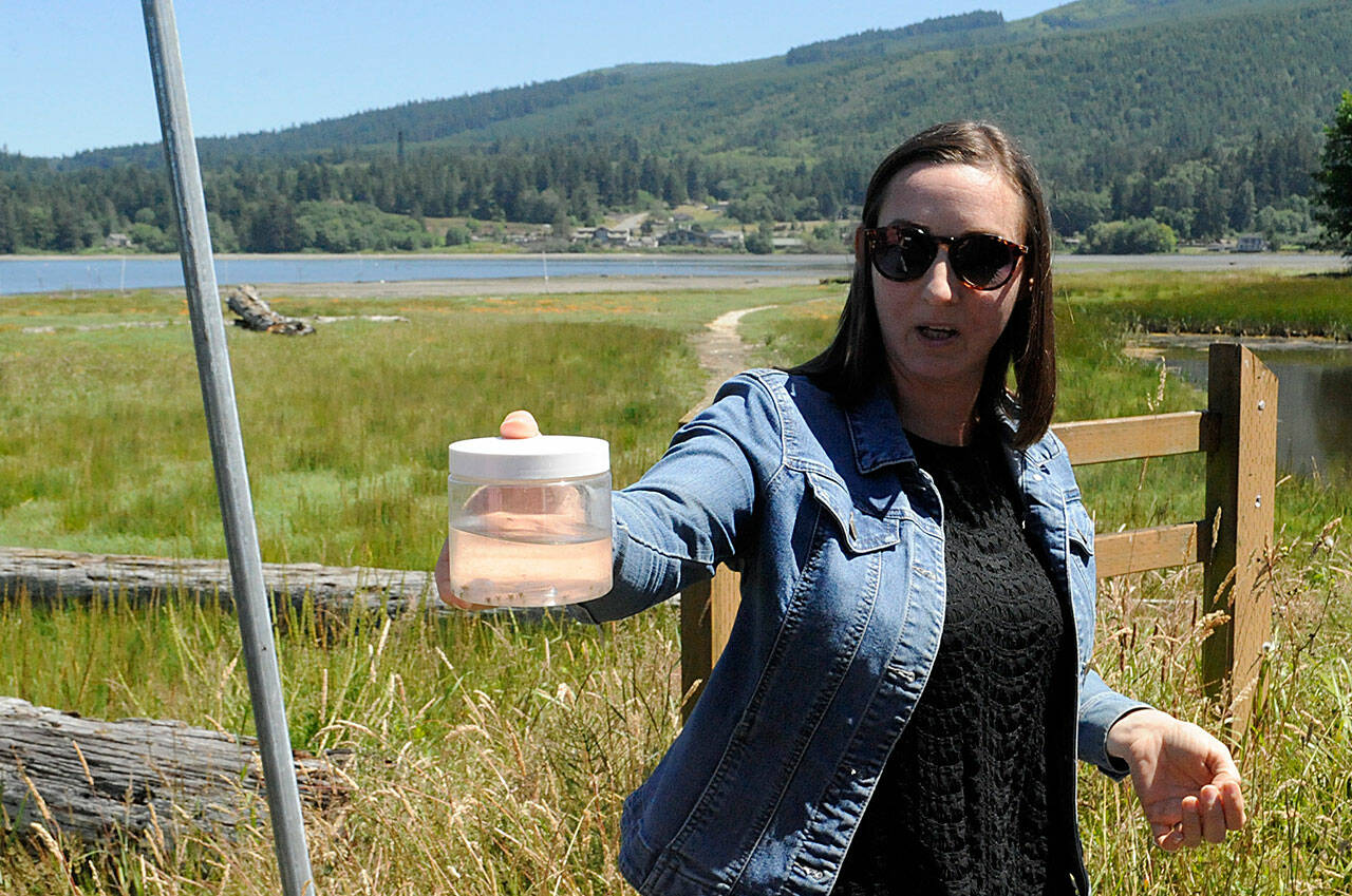 Liz Tobin, shellfish program manager for the Jamestown S’Klallam Tribe, shows some larval Dungeness crab on a tour of Littleneck Beach in Blyn on July 19. She and other tribal staff gave state and federal employees a tour of some of the restoration projects the tribe is doing, including some using funding from the U.S. Environmental Protection Agency. (Matthew Nash/ Olympic Peninsula News Group)