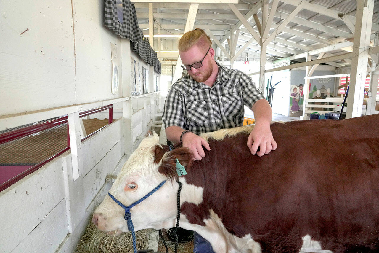 Graden Kubas, 16, of Sequim, scratches the back of his Hereford steer, Hammer, that he plans to exhibit in the Fitting and Showing category of the Jefferson County Fair in Port Townsend on Saturday. Kubas, a member of FFA, raised the steer from about 1 week old to its present age of 16 months and weighs about 1,000 to 1,300 pounds. Kubas plans to auction Hammer at the Clallam County Fair and hopes to net around $4 per pound. (Steve Mullensky/for Peninsula Daily News)