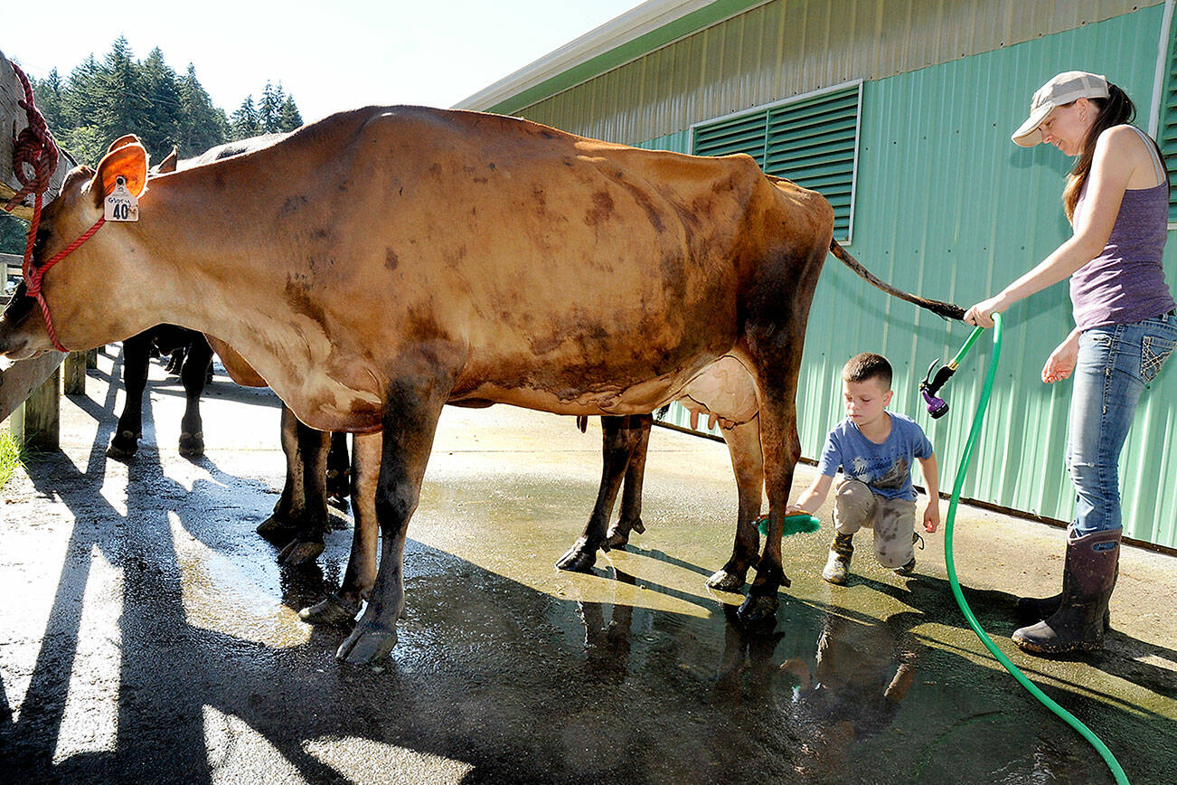 Tyler McCarthey, 10, of Sequim, a member of the East Clallam County Livestock 4H Club, scrubs the hind legs of Glory, a Jersey cow, as his mother, Sarah McCarthey, owner of Dungeness Valley Creamery, holds a tail during preparation for the Clallam County Fair on Wednesday in Port Angeles. The four-day exhibition opens today at the county fairgrounds. (Keith Thorpe/Peninsula Daily News)