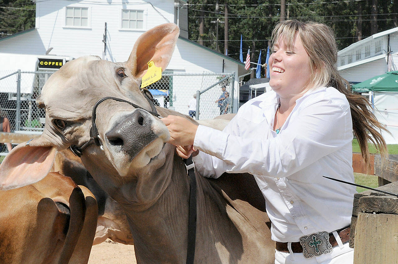 Bailey Anderson, 19, of Port Angeles, a member of the East Clallam Livestock 4H Club, struggles to keep her brown Swiss cow, Darla, under control after judging in cattle ring on Friday at the Clallam County Fair in Port Angeles. Anderson said the bovine was laden with milk and was anxious to get back to her calves, still in the barn. (Keith Thorpe/Peninsula Daily News)