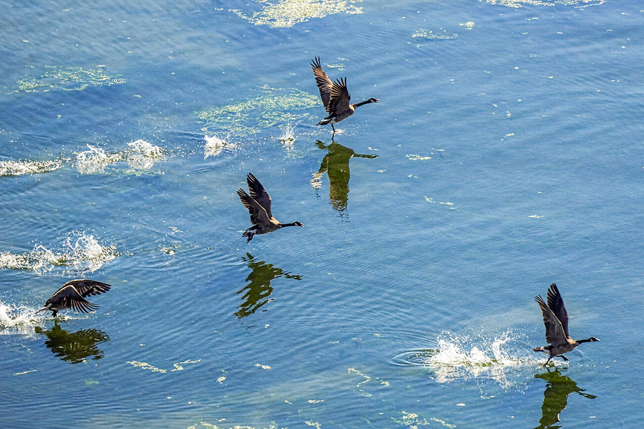 A flock of Canada geese take off from Port Townsend on Tuesday morning heading south. (Steve Mullensky/for Peninsula Daily News)