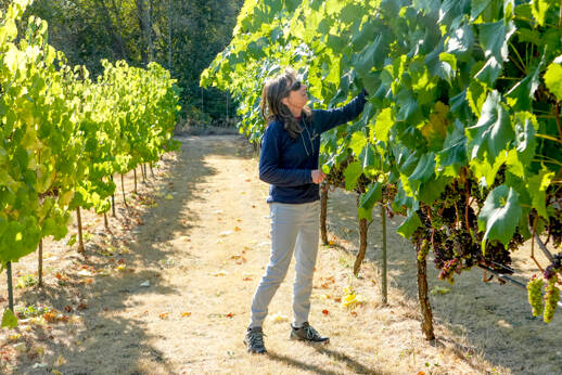 Claire Africa, along with husband Kit, owners of Sailor Vineyard, inspects some of the Marechal Foch grapes grown on their 3 acres in Port Townsend. The Marechal Foch is a hybrid grape named after the famous French general known for his short stature and robustness. The grape is resistant to disease and known for its cold weather hardiness. The vineyard was on the 20th annual Jefferson County Farm Tour celebrating locally grown food. (Steve Mullensky/for Peninsula Daily News)