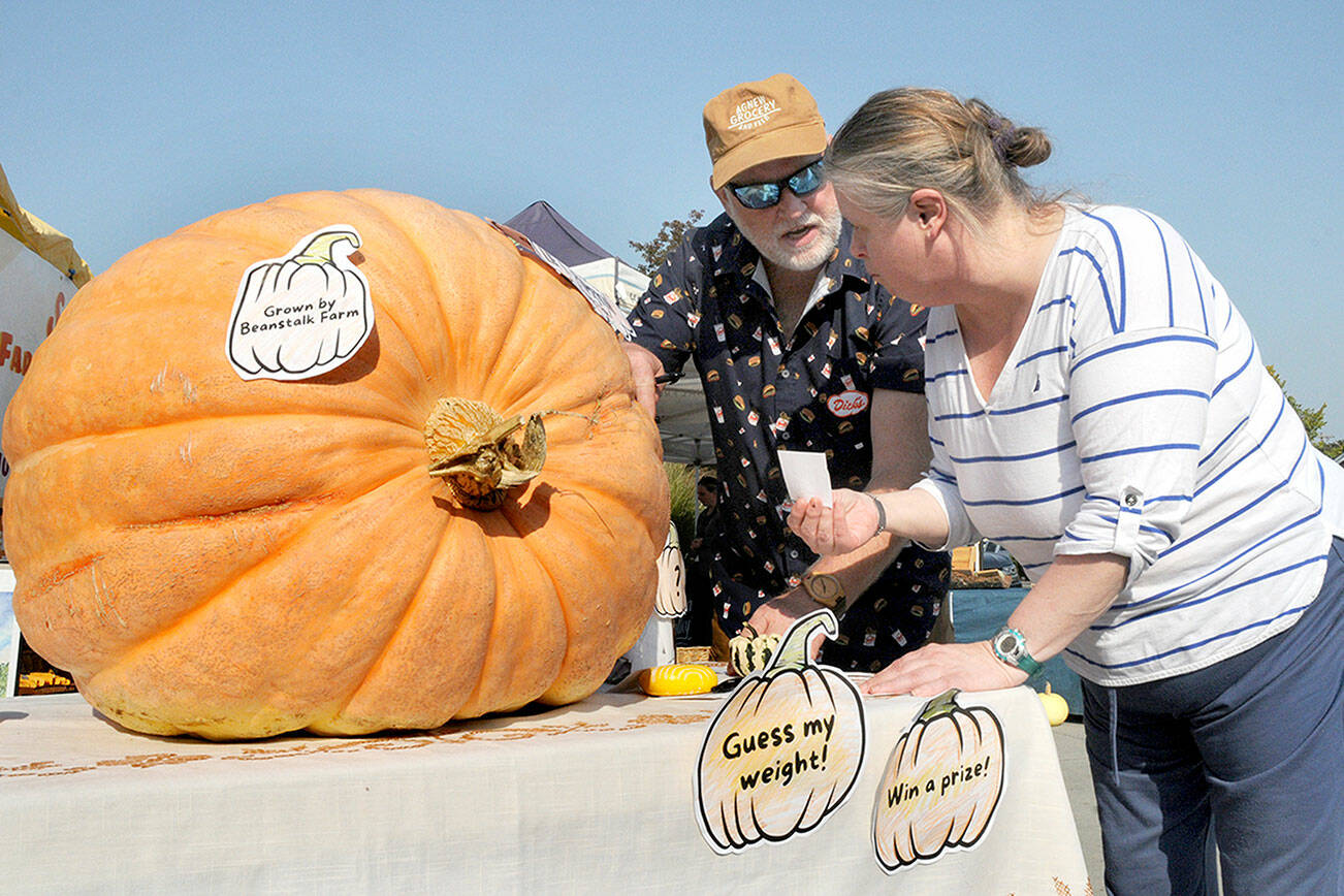 Brandi Montgomery, front, and John Patterson, both of Sequim, make their guesses on the weight of a massive Atlantic Giant pumpkin on display at the Sequim Farmers & Artisans Market at the Sequim Civic Center. The contest, hosted by the market with a pumpkin provided by Beanstalk Farm, allowed market visitors to record their estimations for a shot at a prize of $20 in market bucks. The winner and weight will be announced later this week on the market’s Facebook page. (Keith Thorpe/Peninsula Daily News)