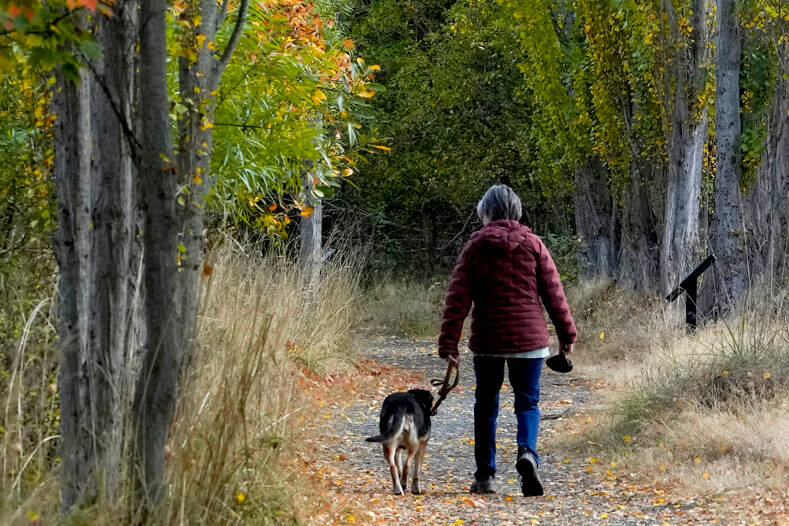 A woman and her dog stroll along a leaf-lined path at Kai Tai Lagoon in Port Townsend. Fall temperatures this week are expected to be in the mid to upper 50s with rain and wind likely in the forecast. (Steve Mullensky/for Peninsula Daily News)