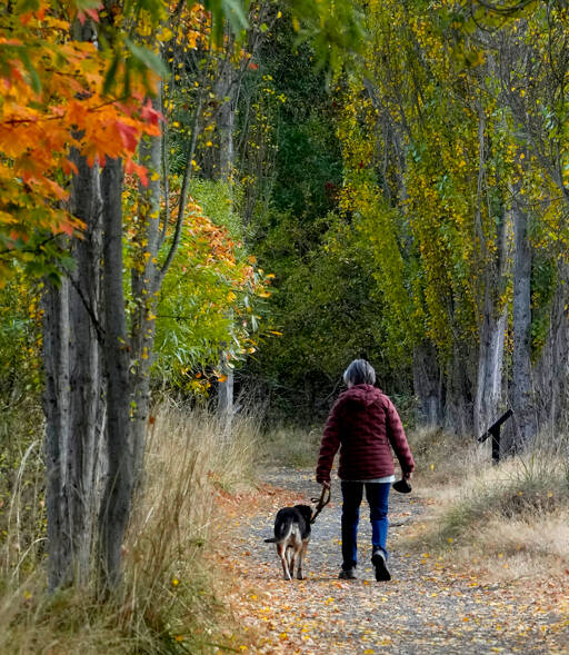 Buy Fall Foliage Dog Leash Online