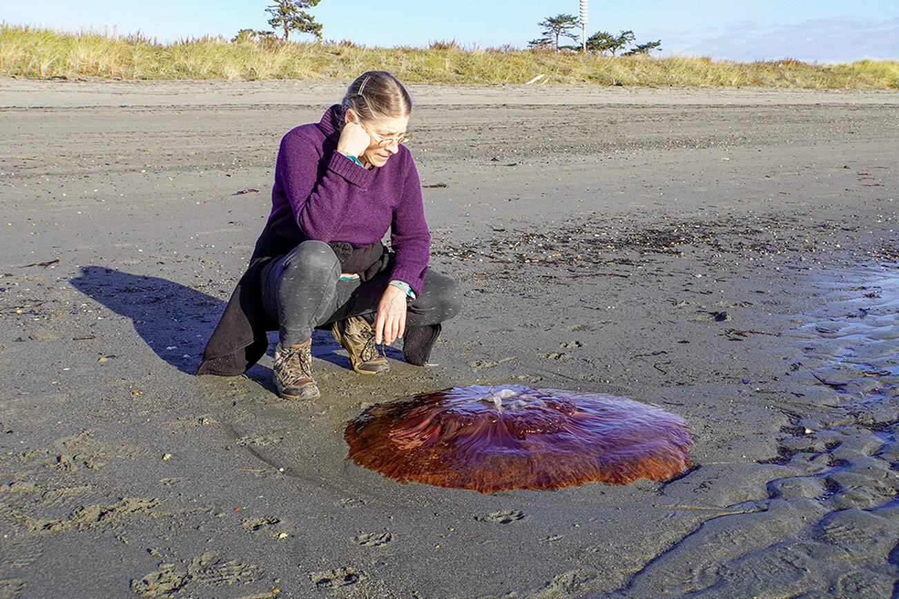 Hilary Lewis of Olympia looks over a 36-inch jellyfish that washed up on the beach at Fort Worden last weekend. The jelly was identified as probably a Lions Mane jellyfish by Emilee Carpenter, aquarium specialist at the Port Townsend Marine Science Center. Such jellyfish can grow very large, she said Tuesday, adding that the color is accurate. (Steve Mullensky/for Peninsula Daily News)