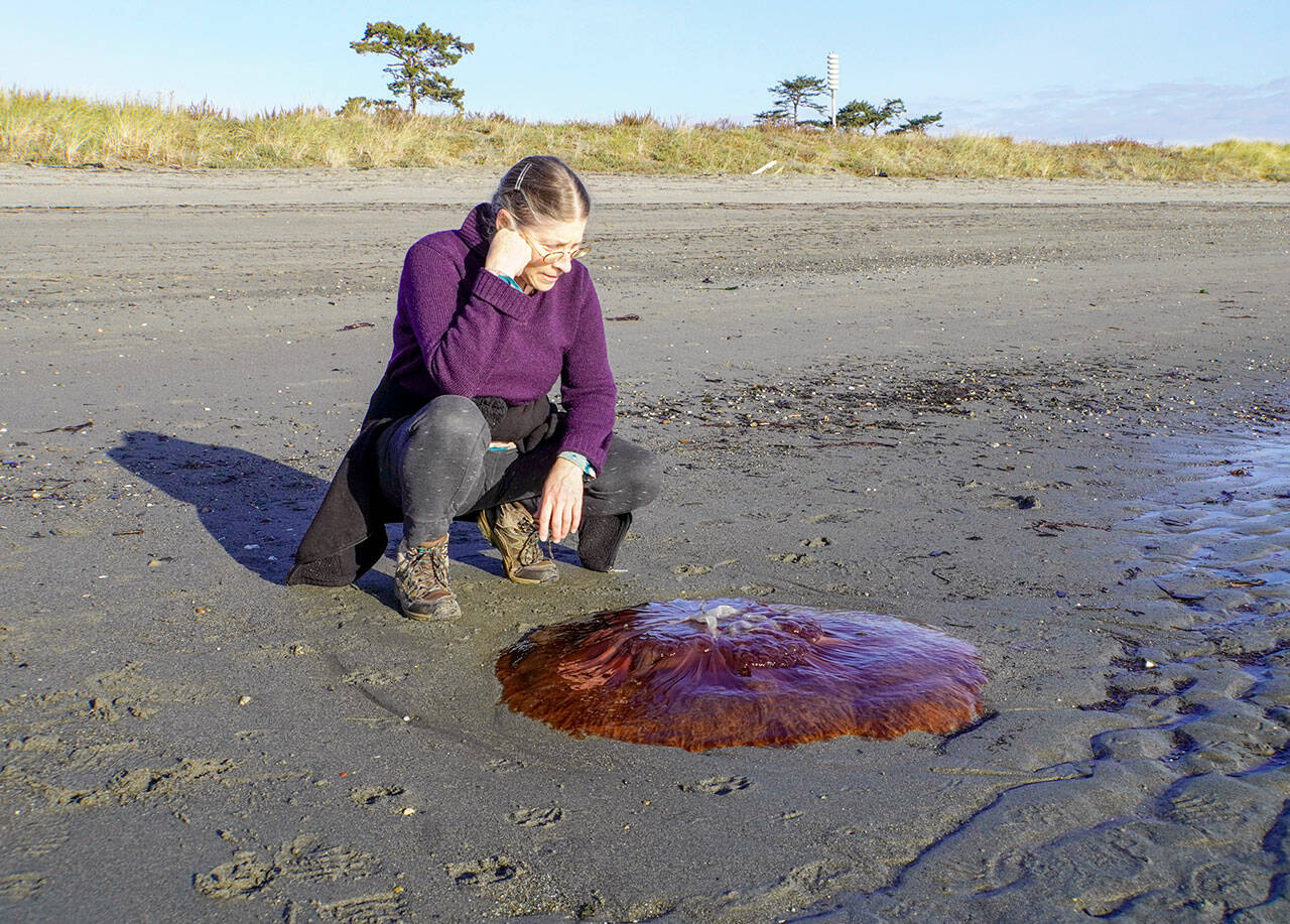 Hilary Lewis of Olympia looks over a 36-inch jellyfish that washed up on the beach at Fort Worden last weekend. The jelly was identified as probably a Lions Mane jellyfish by Emilee Carpenter, aquarium specialist at the Port Townsend Marine Science Center. Such jellyfish can grow very large, she said Tuesday, adding that the color is accurate. (Steve Mullensky/for Peninsula Daily News)