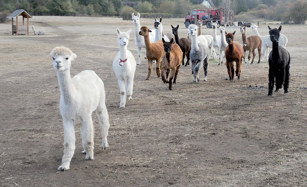 are herd dogs used for alpacas