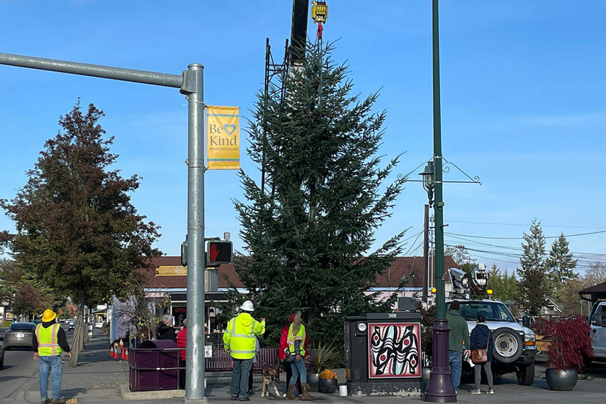 Downtown tree Sequim’s Christmas tree Peninsula Daily News